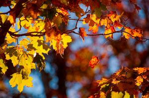 fall decor ideas