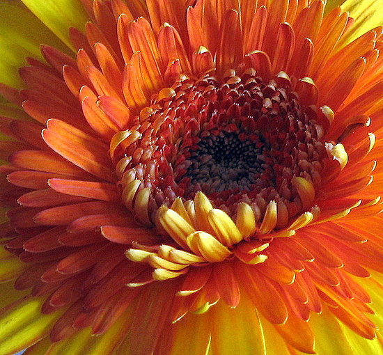 Chrysanthemums