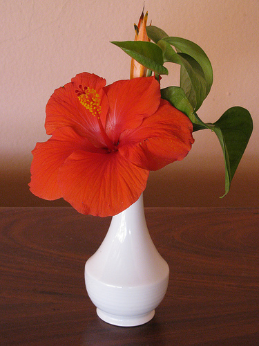 Red Hibiscus in a vase
