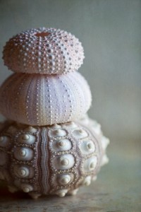3 sea urchins art photo coastal bath decor