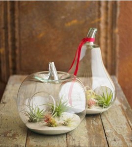 Air plant terrariums, Viva Terra