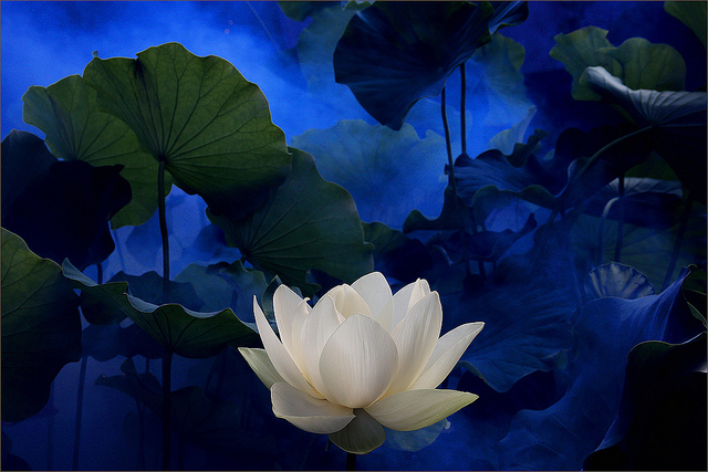 While lotus and blue waters, Bahman Farzad, Flickr