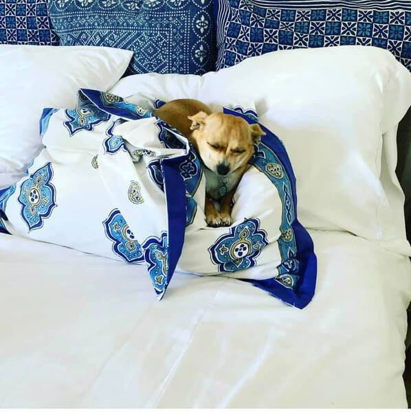 dog sleeping on Moroccan pillows, blue and white bed