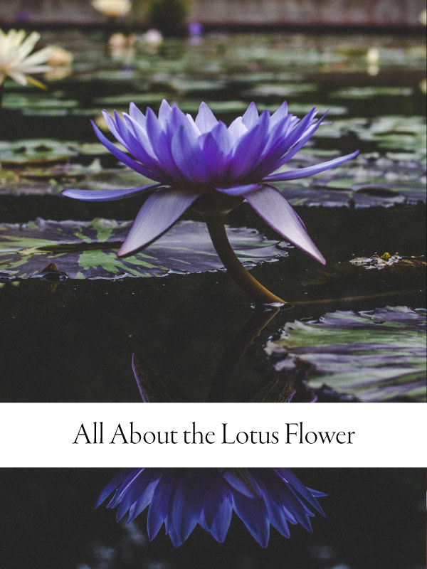 Lotus Flower: Meaning, Symbolism, & Influence - Saffron Marigold