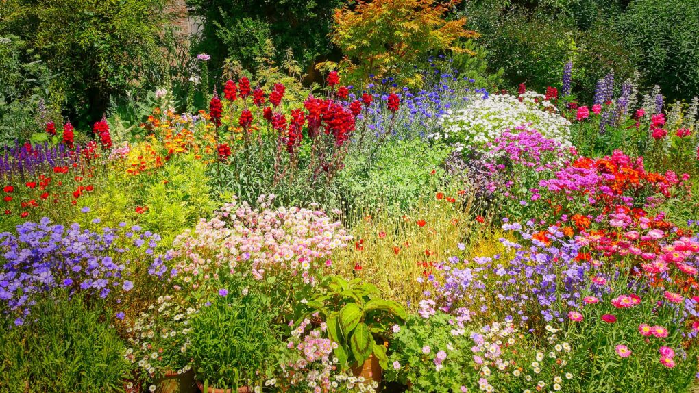 enchanted wildflower garden