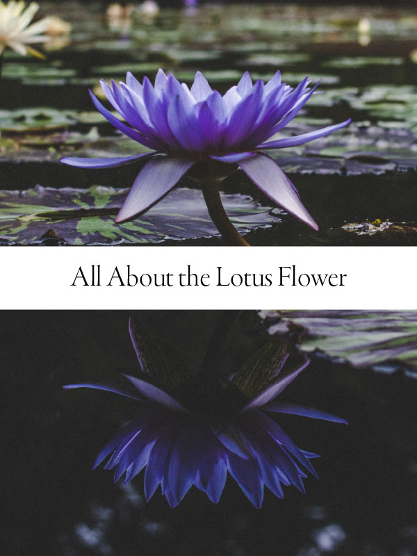 blue and purple lotus flower with banner "all about the lotus flower"