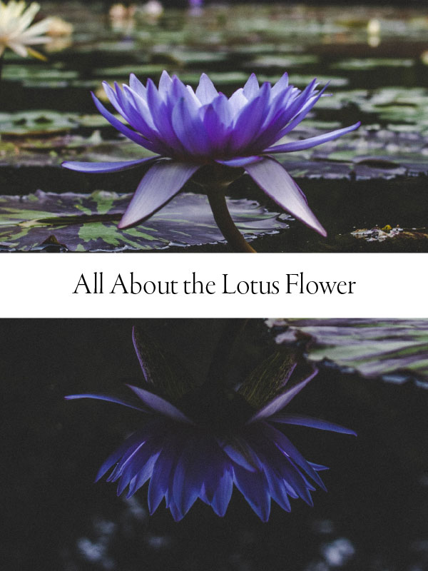 Blue Lotus Benefits That May Surprise You