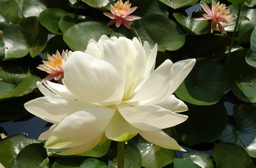 full white lotus blossom