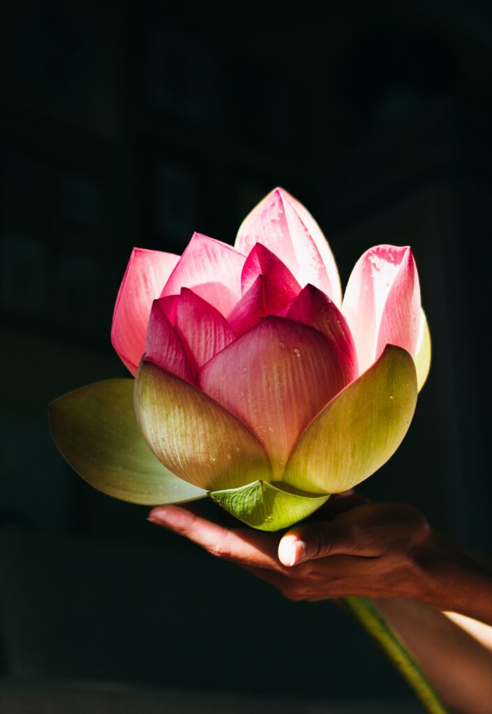 Lotus Flower Meaning Symbolism