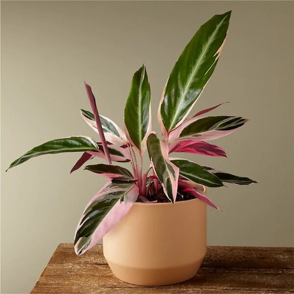 A picture of a variegated pink and greeen calanthea flower in a blush pink pot on a wooden table