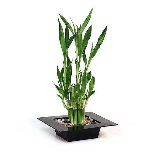 Lucky bamboo plant in a glossy, black, square planter