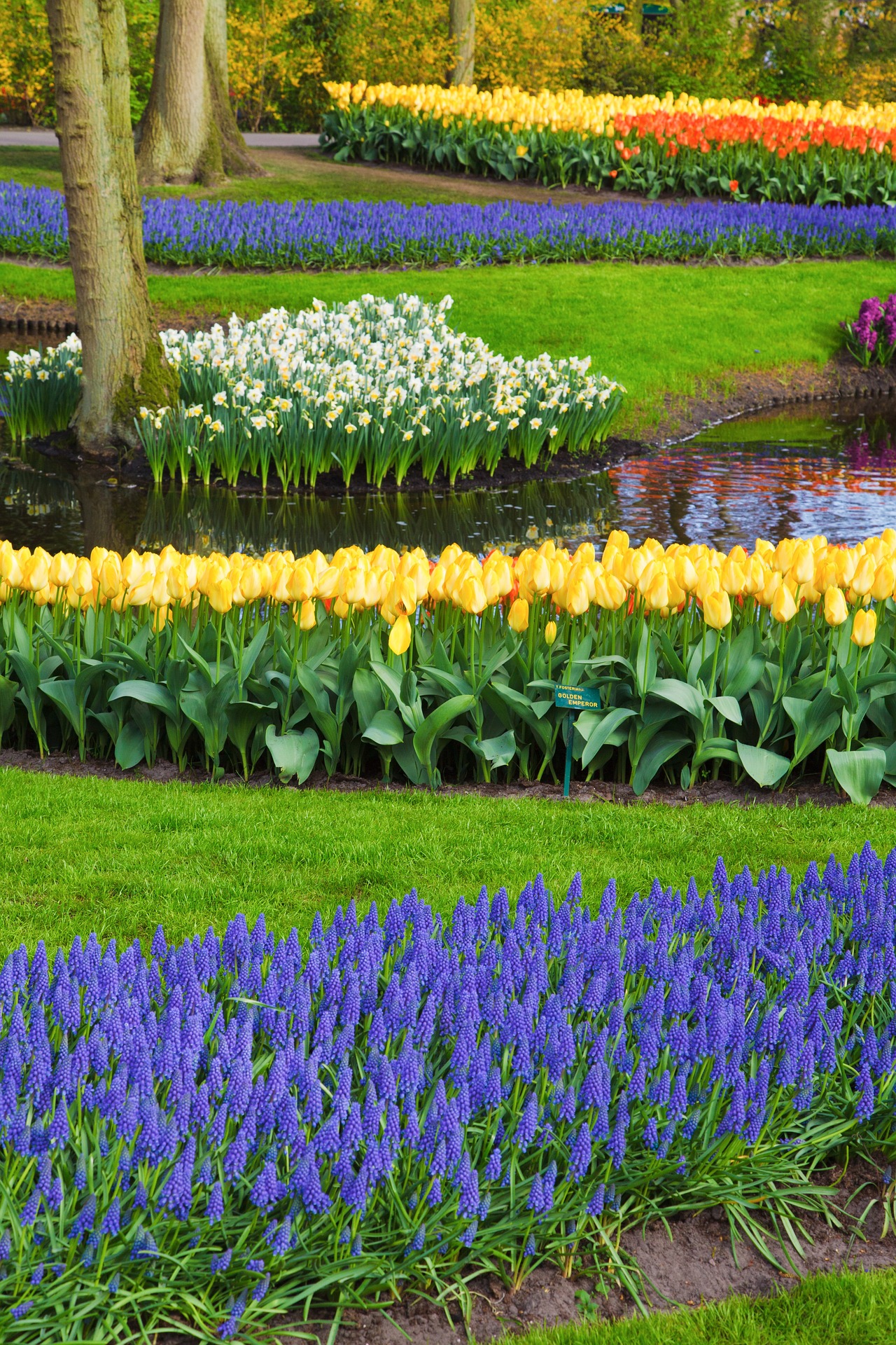 Photograph of manicured garden with tulips, daffodils, and irises