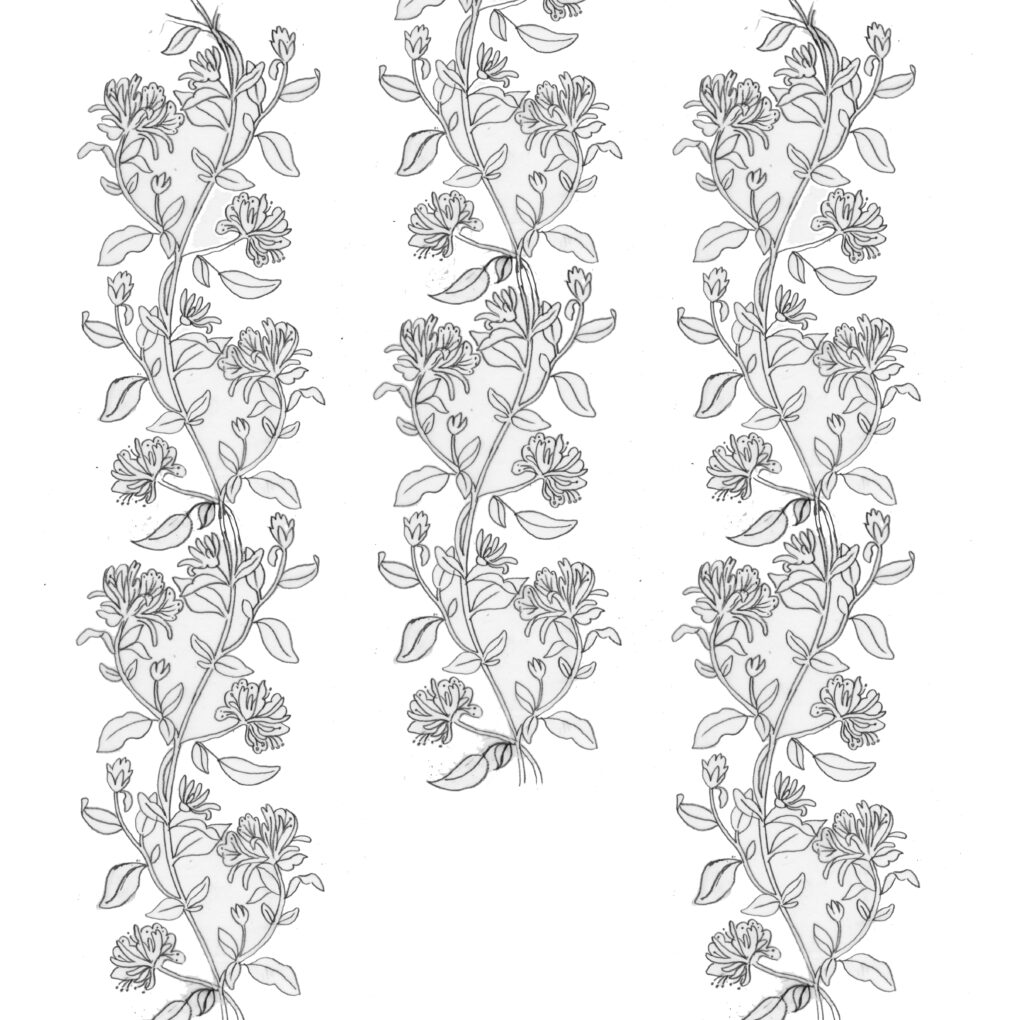 Floral print sketch of honeysuckle vines