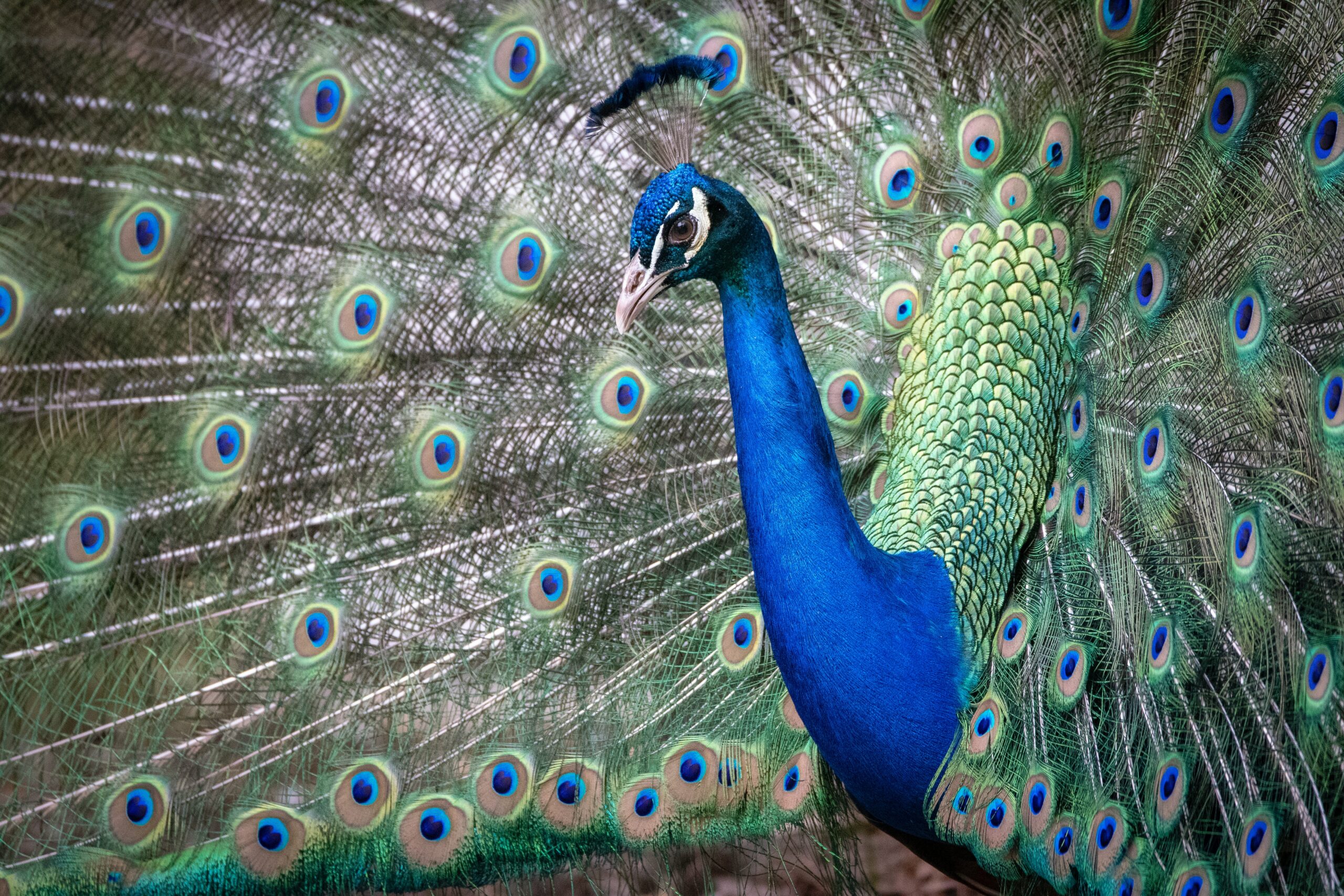 Photograph of peacock with its feathers