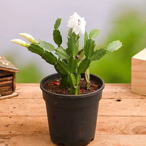Photograph of a christmas cactus demonstrating the idea of how to refresh a guest room with a potted plant