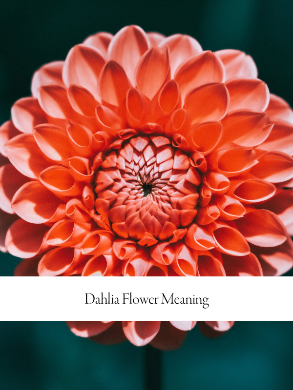 Photograph of an orange dahlia with a title on a white bar at the bottom three-quarters that reads "Dahlia flower meaning"