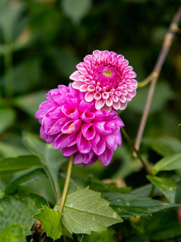Pink dahlia flower meaning positivity
